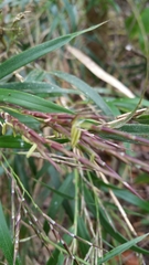 Oldeania madagascariensis image