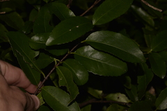 Elaeodendron curtipendulum