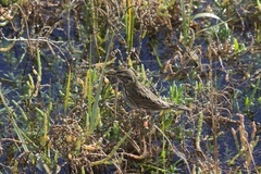 Passerculus sandwichensis beldingi
