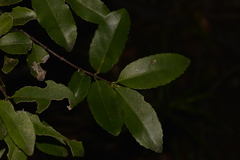 Elaeodendron curtipendulum