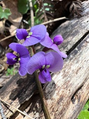 Hardenbergia violacea