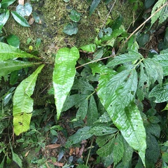 Leptochilus hemionitideus