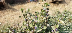 Hygrophila ringens