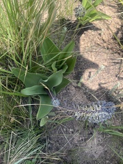 Ledebouria revoluta