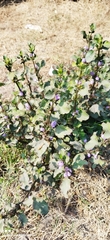 Hygrophila ringens