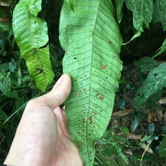 Leptochilus hemionitideus