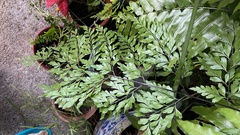 Asplenium pseudolaserpitiifolium