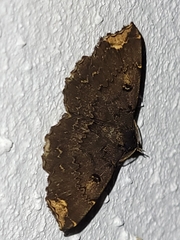 Adrapsa quadrilinealis