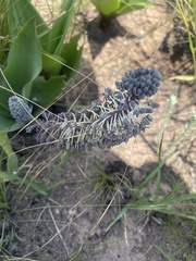 Ledebouria revoluta