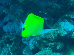 Forcipiger flavissimus