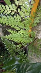 Asplenium pseudolaserpitiifolium