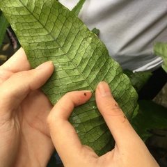 Leptochilus hemionitideus