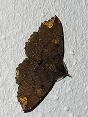 Adrapsa quadrilinealis