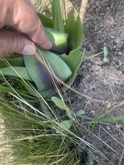 Ledebouria revoluta