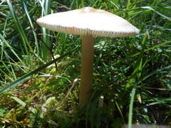 Amanita umbrinolutea