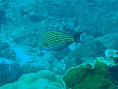 Acanthurus lineatus