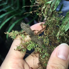 Leptochilus hemionitideus