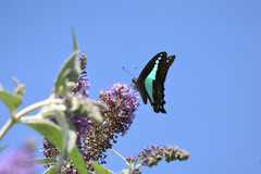 Graphium choredon