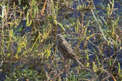 Passerculus sandwichensis beldingi