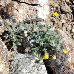 Trichoptilium incisum