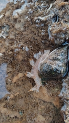 Bornella stellifera