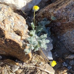 Trichoptilium incisum