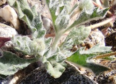 Trichoptilium incisum