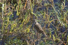 Passerculus sandwichensis beldingi