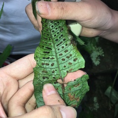 Leptochilus hemionitideus