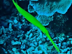 Aulostomus chinensis