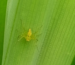 Oxyopes