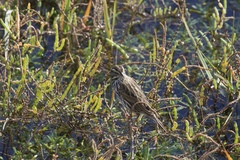 Passerculus sandwichensis beldingi