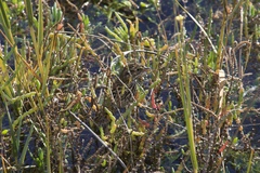 Passerculus sandwichensis beldingi