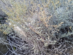 Artemisia herba-alba