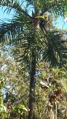 Dypsis