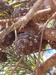 Allocasuarina fraseriana