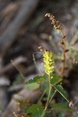 Acalypha neomexicana