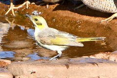 Ptilotula flavescens