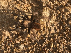 Aphonopelma chalcodes