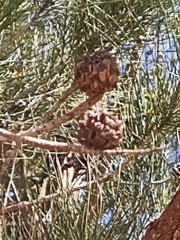 Allocasuarina fraseriana