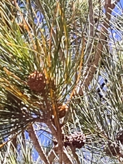 Allocasuarina fraseriana