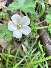 Geranium graniticola