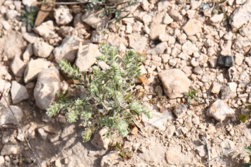 Mexican cryptantha
