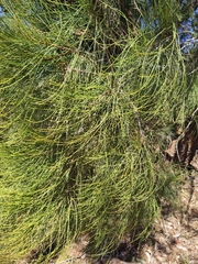Allocasuarina fraseriana