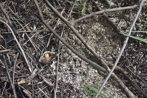 Linatella caudata observed 2022-05-01