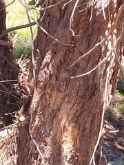 Allocasuarina fraseriana