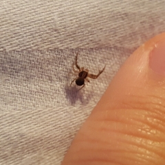 Xysticus