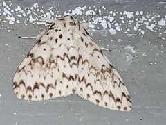 Lymantria singapura