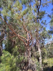 Allocasuarina fraseriana