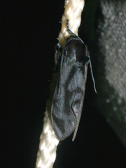 Thysanoprymna superba